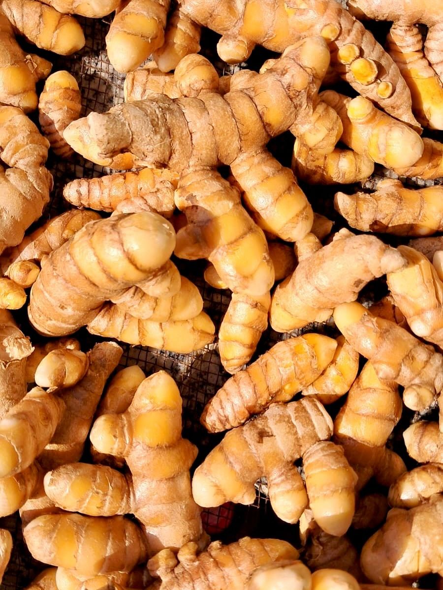 LA RAÍZ DORADA